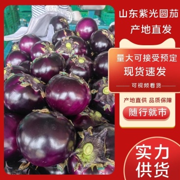 【产地直发】紫光圆茄大量上市质量保证商超品质全国发货