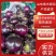 【产地直发】紫光圆茄大量上市质量保证商超品质全国发货