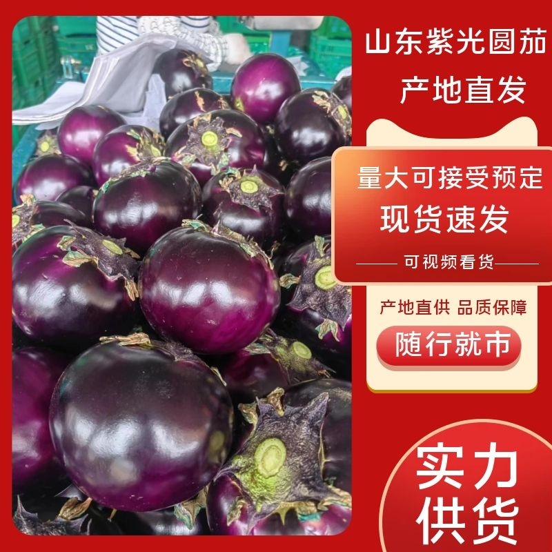 【产地直发】紫光圆茄大量上市质量保证商超品质全国发货