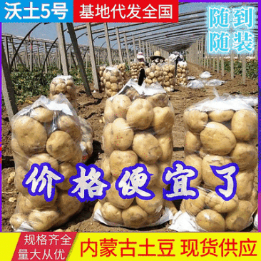 《精选》沃土5号土豆湖北土豆产地大吨位供应中
