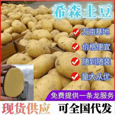 《精品》希森6号土豆内蒙土豆现货供应代发全国