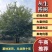 丛生榉树/欢迎大家前来咨询基地发货，从业数十年