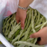 【白芸豆】辽宁九粒白芸豆大量上市对接各大市场电商