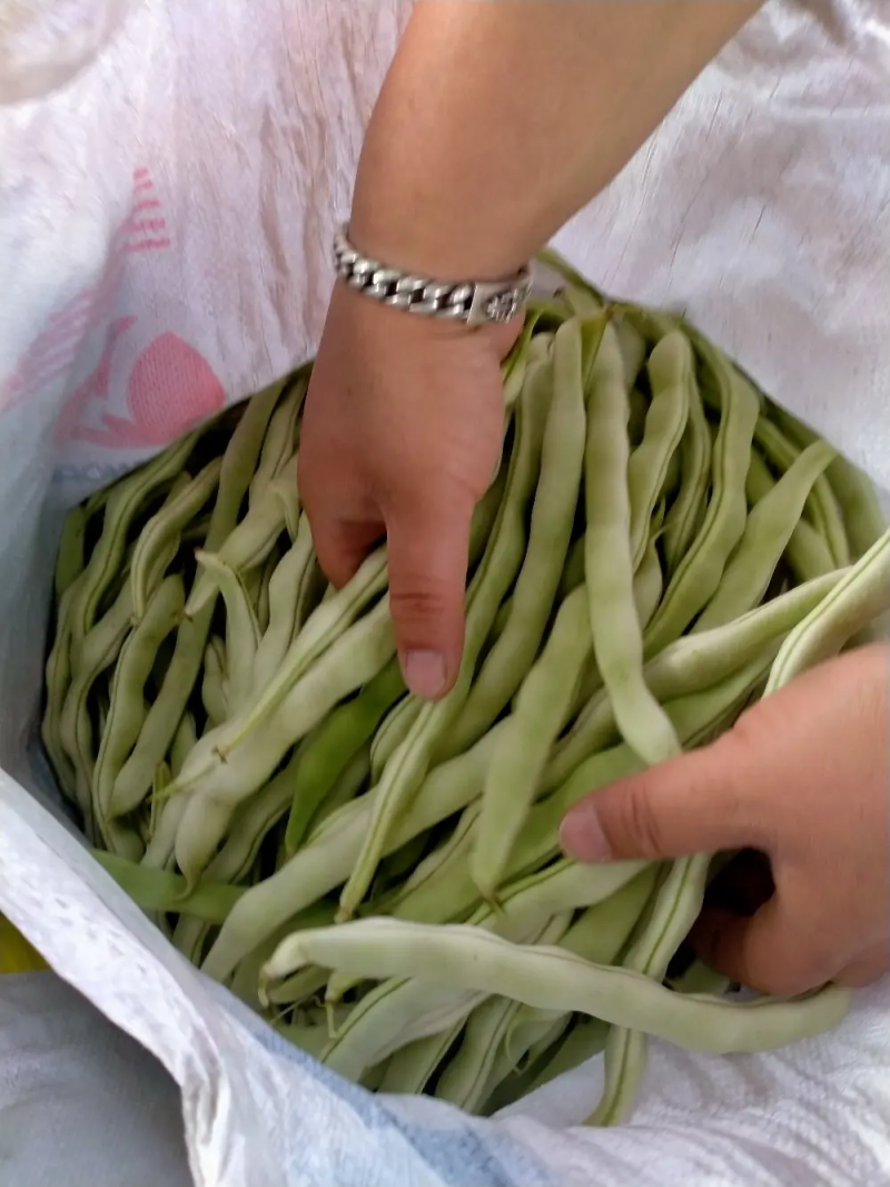 【白芸豆】辽宁九粒白芸豆大量上市对接各大市场电商