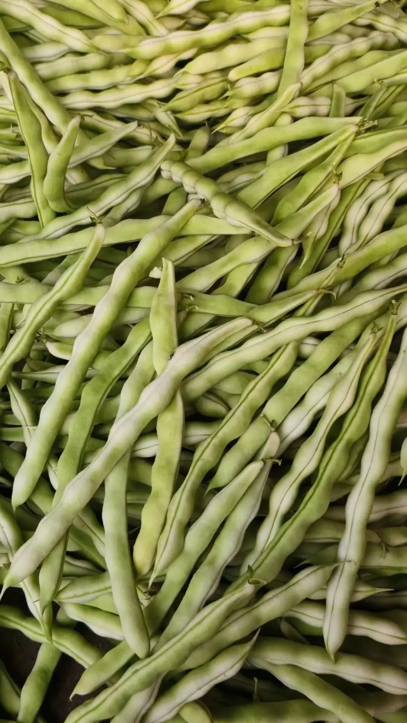 【白芸豆】辽宁九粒白芸豆大量上市对接各大市场电商