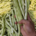 【白芸豆】辽宁九粒白芸豆大量上市对接各大市场电商