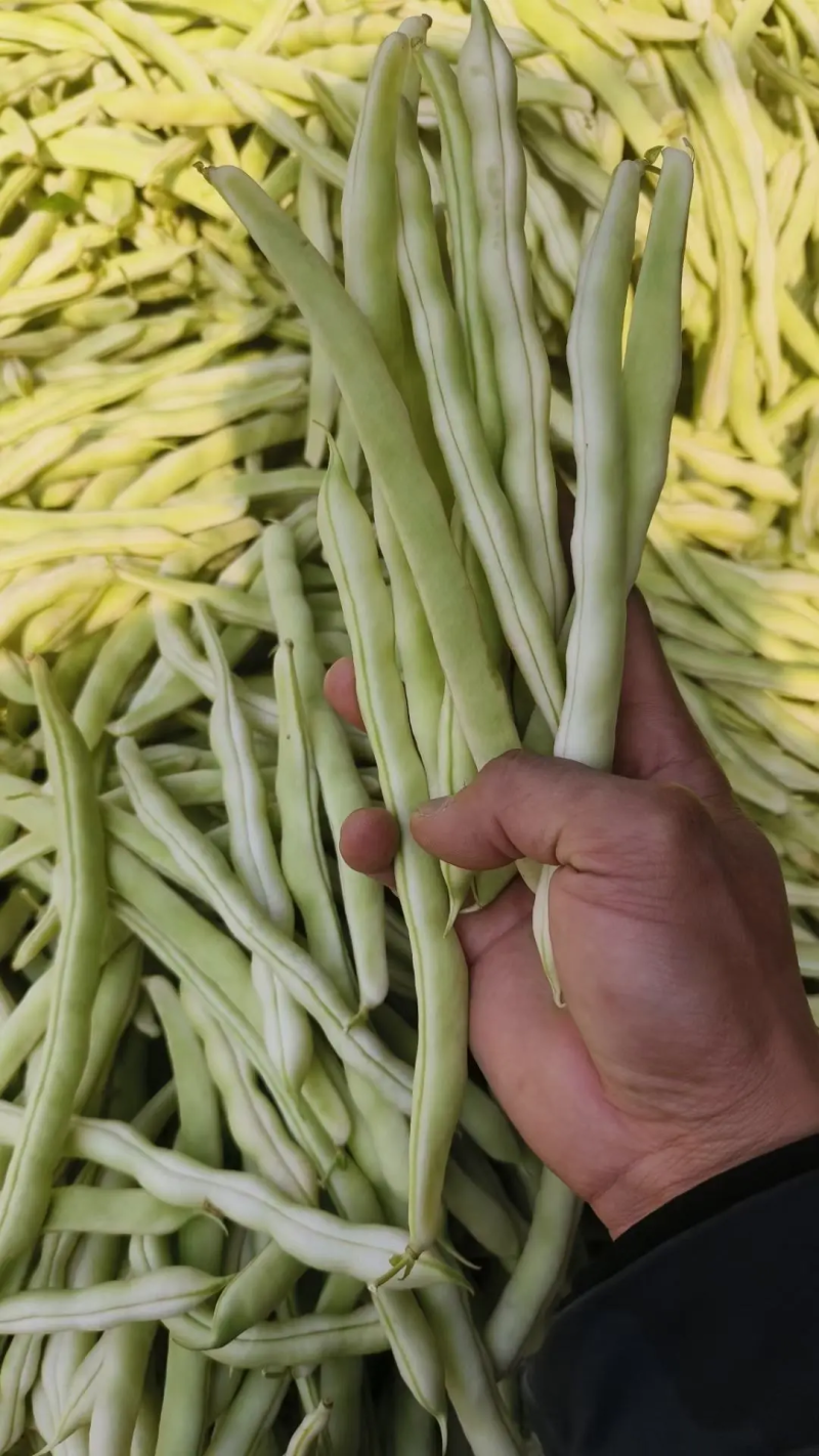 【白芸豆】辽宁九粒白芸豆大量上市对接各大市场电商