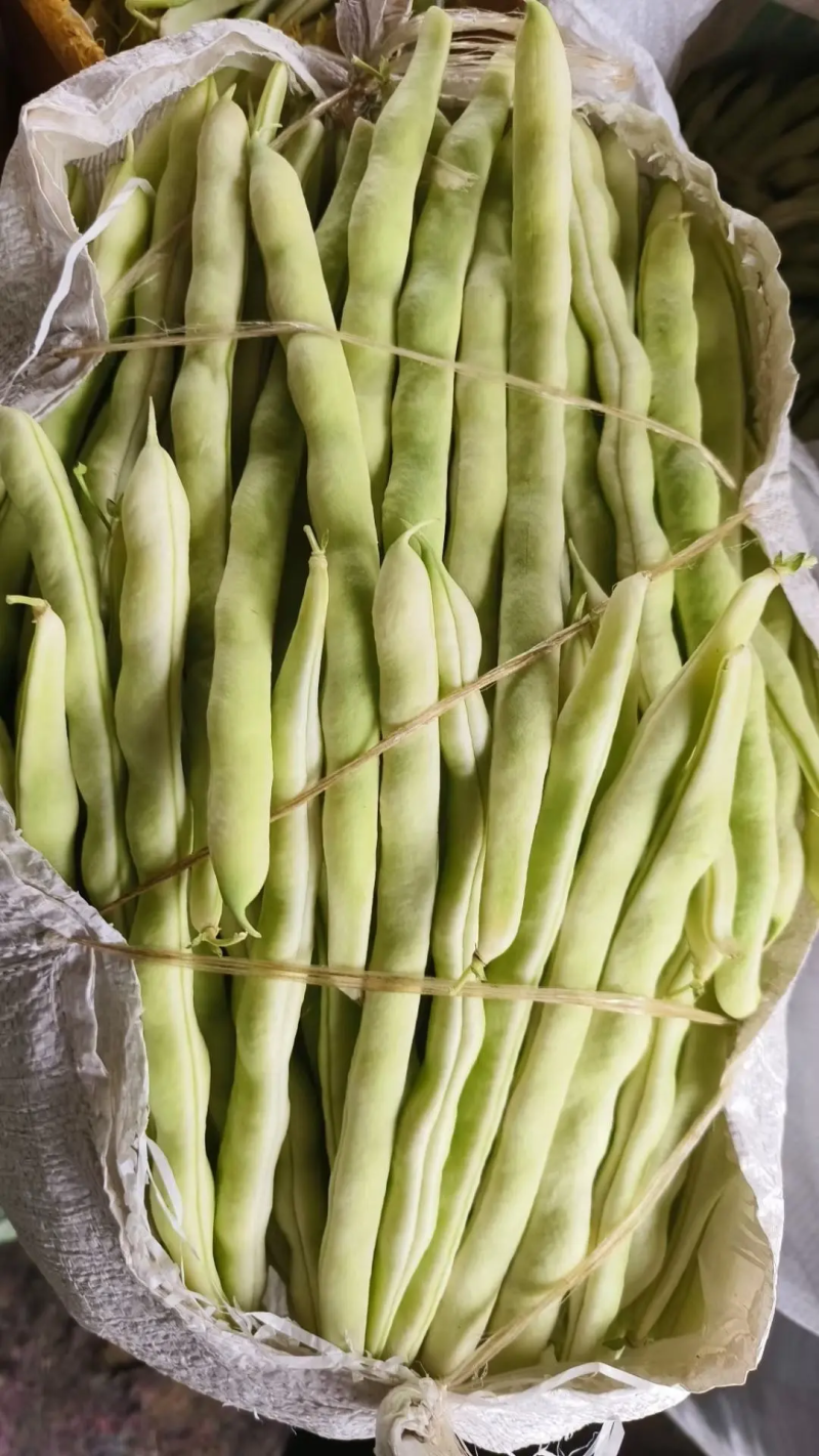 【白芸豆】辽宁九粒白芸豆大量上市对接各大市场电商