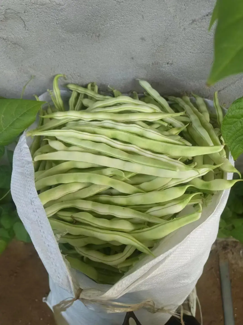【白芸豆】辽宁九粒白芸豆大量上市对接各大市场电商