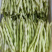 【白芸豆】辽宁九粒白芸豆大量上市对接各大市场电商