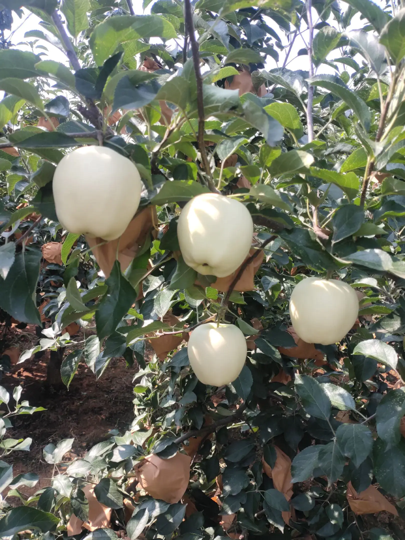 黄元帅