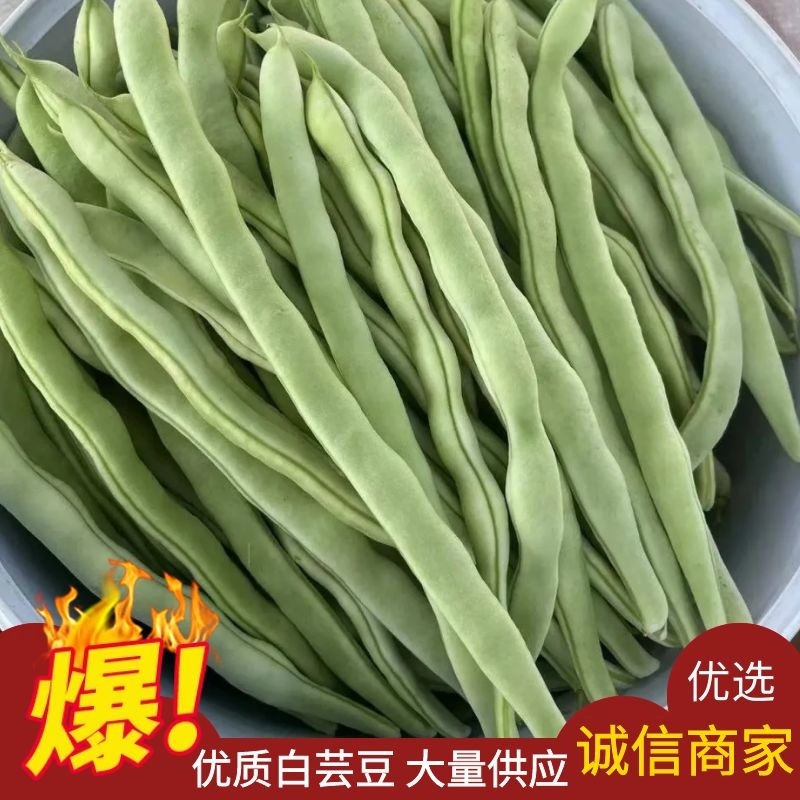 【白芸豆】辽宁九粒白芸豆大量上市对接各大市场电商