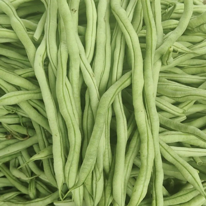 【无丝豆】辽宁架豆王豆角30厘米以上产地直发可视频