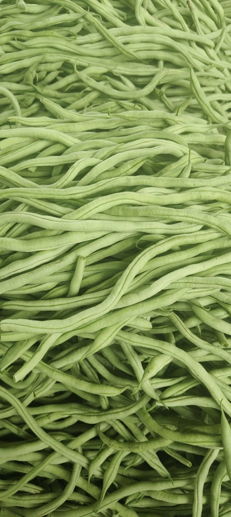【架豆王豆角】辽宁四季豆精品豆角产地直发货源充足