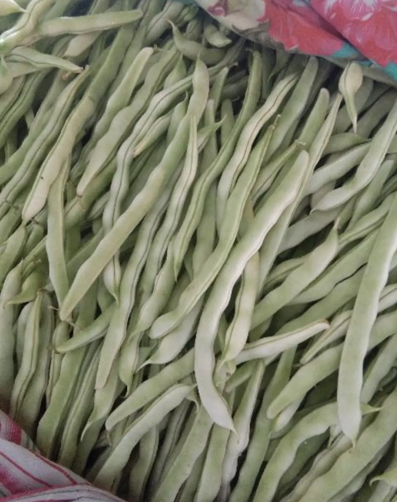 【架豆王豆角】辽宁四季豆精品豆角产地直发货源充足