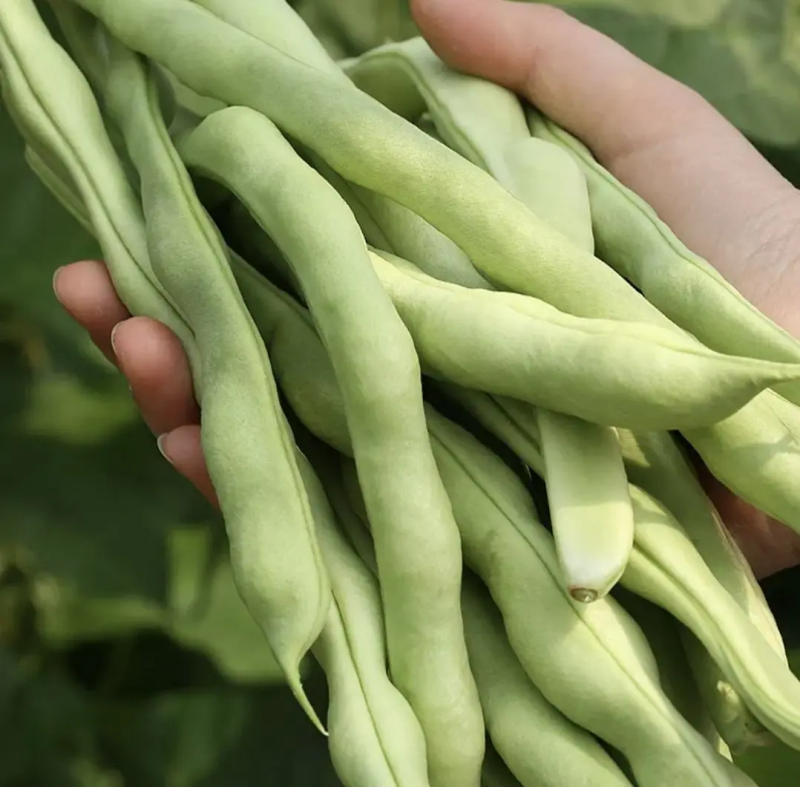 【架豆王豆角】辽宁四季豆精品豆角产地直发货源充足