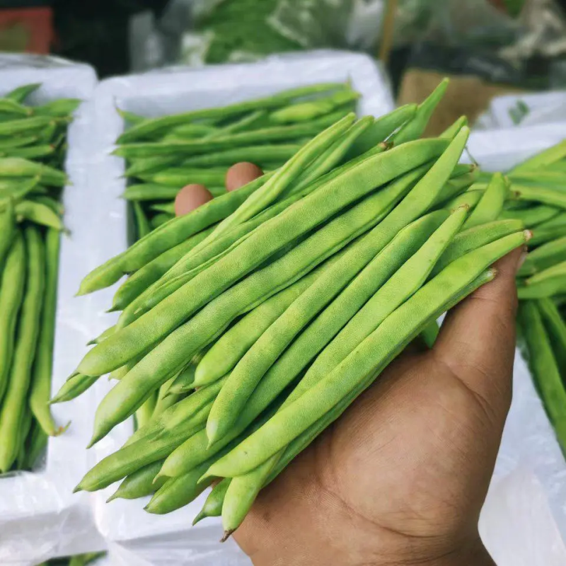 【架豆王豆角】辽宁四季豆精品豆角产地直发货源充足