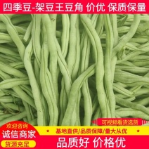 【架豆王豆角】辽宁四季豆精品豆角产地直发货源充足