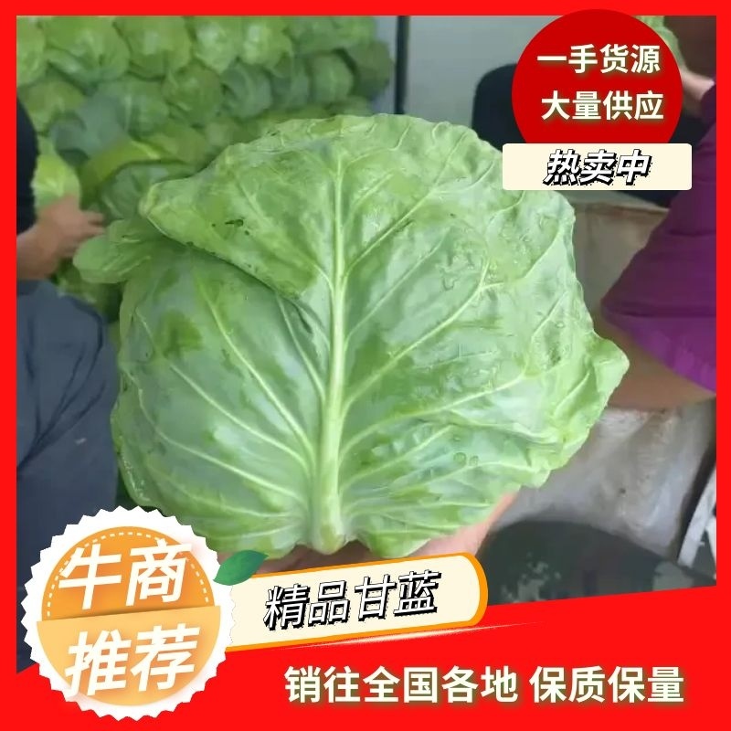 精品甘蓝产地直供新鲜现摘耐储存耐运输量大优惠