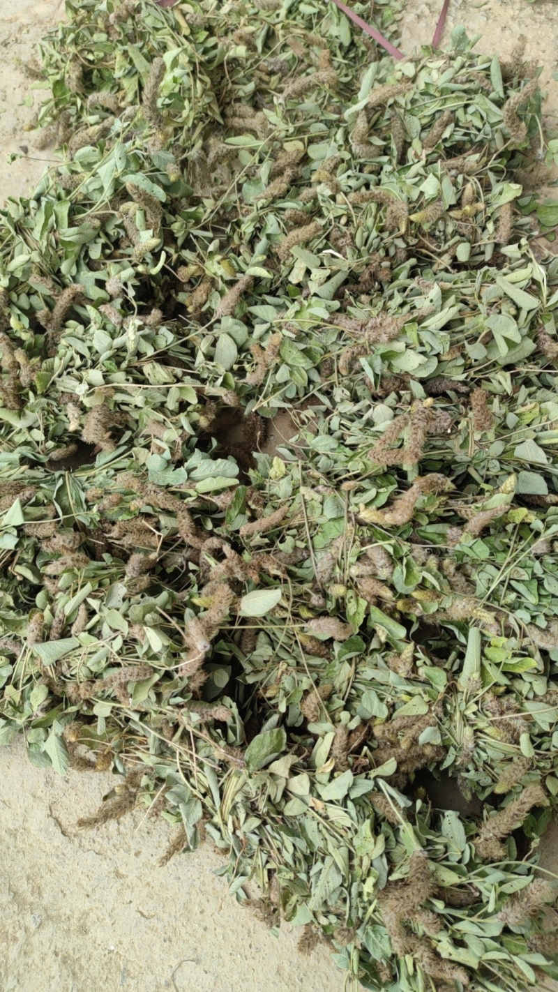 精品狸尾草干货品质好价格低视频看货实地考察全国可发