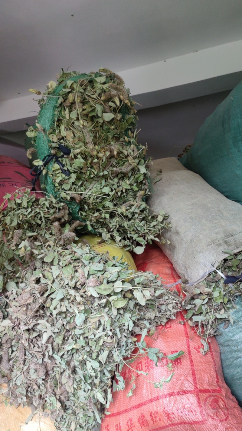 精品狸尾草干货品质好价格低视频看货实地考察全国可发