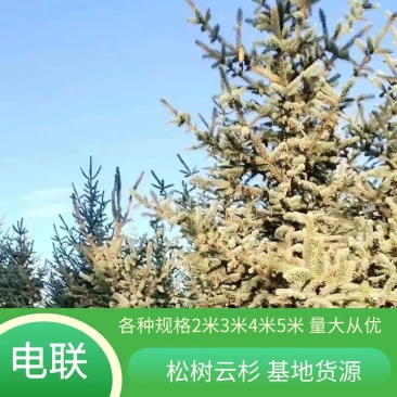 甘肃云杉树苗基地货源2米3米4米5米规格齐全