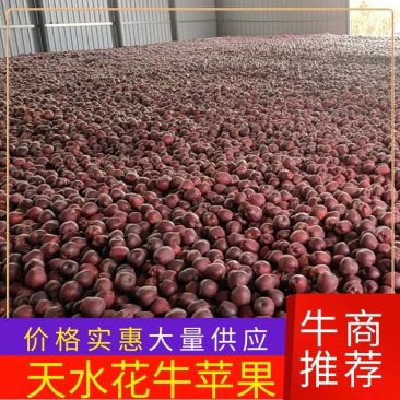【荐】天水花牛苹果上市，货源充足，产地直发。