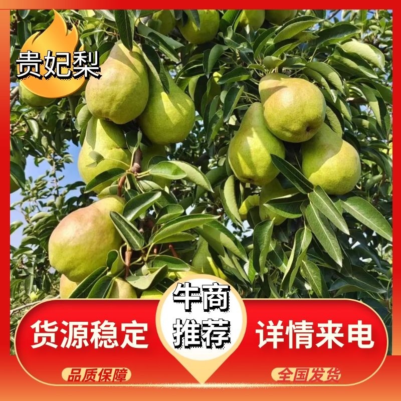 甘肃礼县香蕉梨大量上市中，货源充足，产地直发