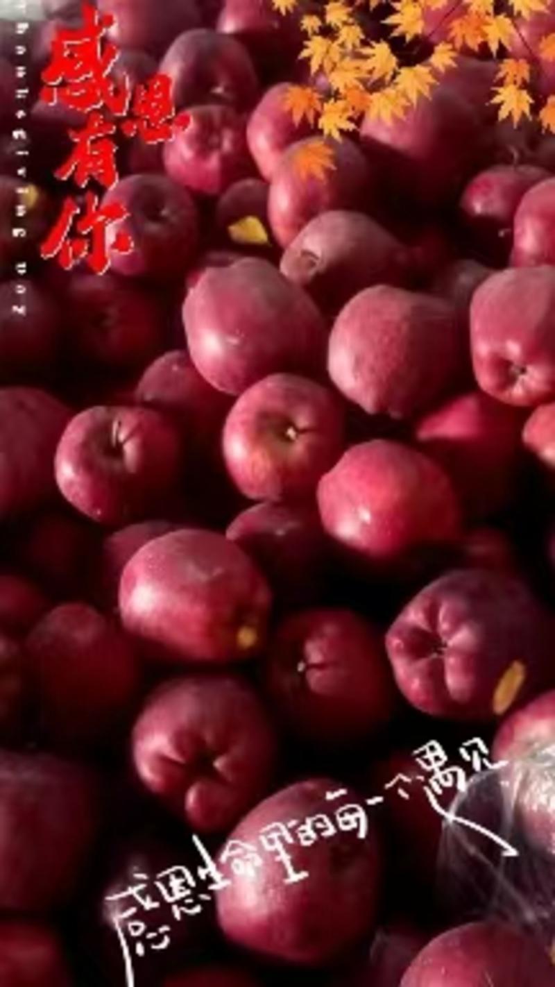 礼县高山花牛苹果大量上市一手货源欢迎咨询，可整车发货