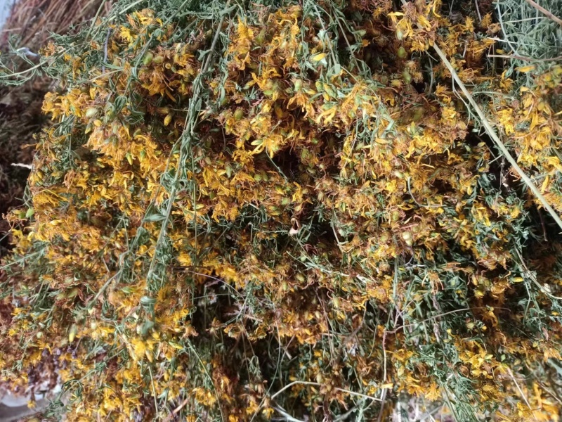 野生蒲公英，茵陈千货