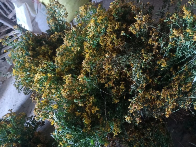 野生蒲公英，茵陈千货