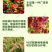 氯溴异氰尿酸50%溃疡病穿孔病青枯病流胶病根腐病杀菌剂