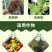 氯溴异氰尿酸50%溃疡病穿孔病青枯病流胶病根腐病杀菌剂
