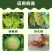 氯溴异氰尿酸50%溃疡病穿孔病青枯病流胶病根腐病杀菌剂