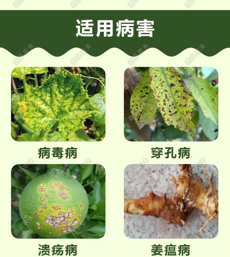 氯溴异氰尿酸50%溃疡病穿孔病青枯病流胶病根腐病杀菌剂