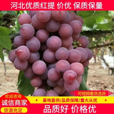 【红提】河北红提大量供应产地现摘现发可视频看货