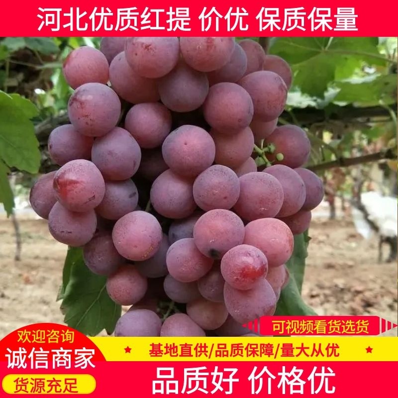 【红提】河北红提大量供应产地现摘现发可视频看货