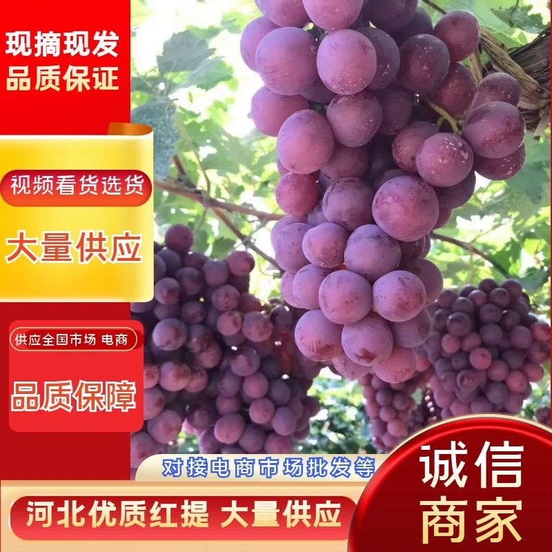 河北红提大量供应现摘现发对接各大市场电商商超