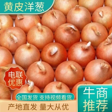 克罗基特洋葱黄皮洋葱富态农业合作诚信第一电联采购
