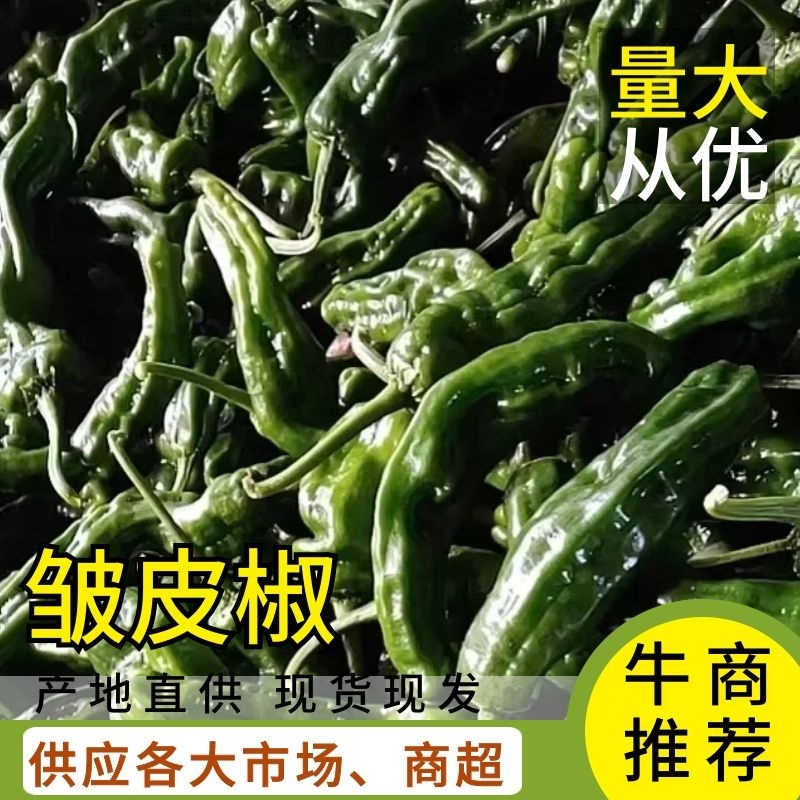 薛城，小皱皮辣椒大量上市中，辣度强欢迎各位老板联系，