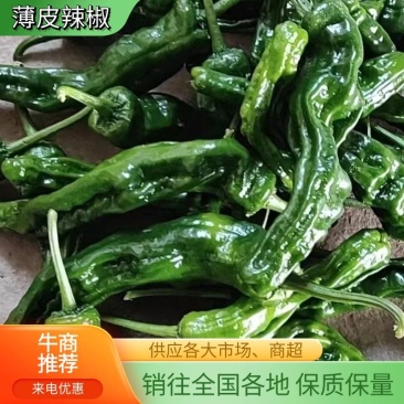 精品薄皮辣椒，鲜辣椒大量上市中，微辣颜色鲜亮，发货全国