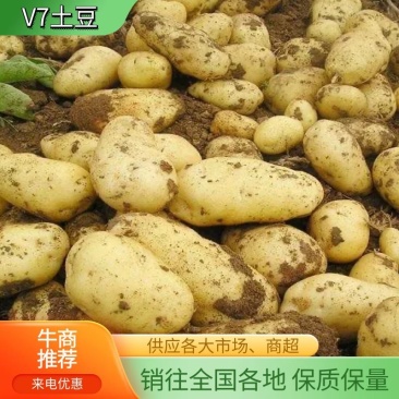 【热卖土豆】黄皮黄心V7土豆内蒙古基地种植量大从优欢迎来电