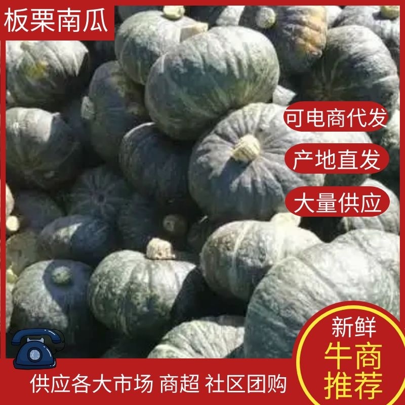 【实力南瓜供货】板栗南瓜内蒙古来电优惠质量保证代发全国
