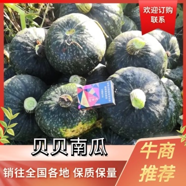 海拉尔区南瓜贝贝南瓜产地直供货源充足质优价廉来电拿货