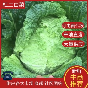 辽宁杠菜白菜大量上市产地直发对接各大批发商酸菜厂