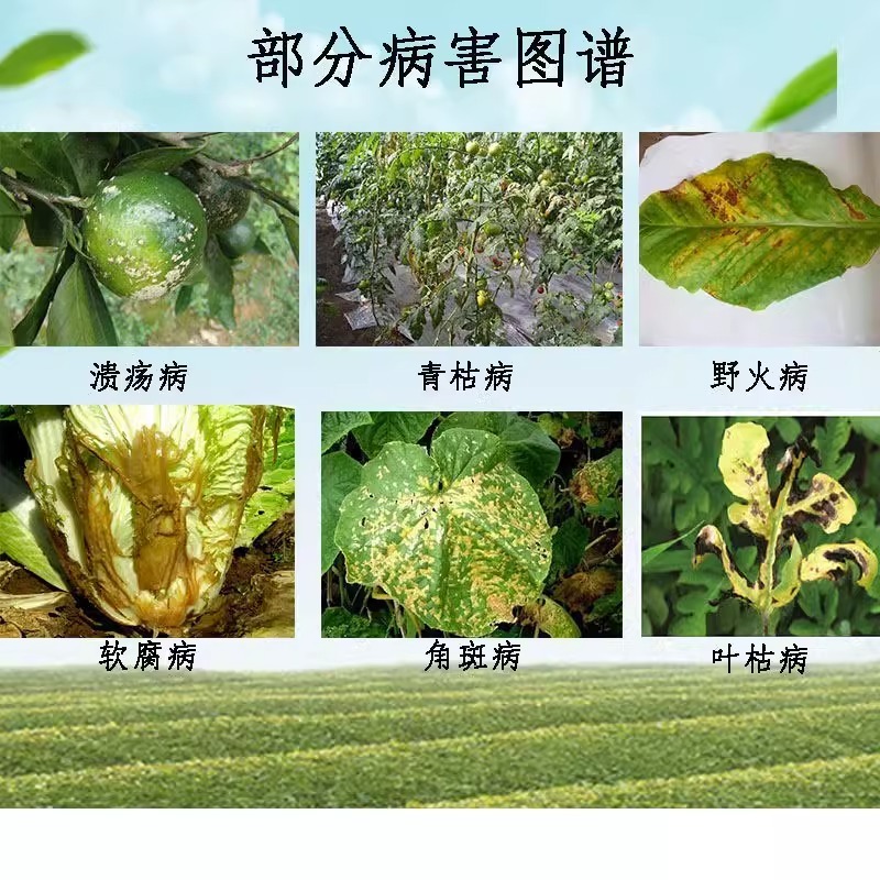 巨大芽孢杆菌生物菌厂家直发一手货源量大从优