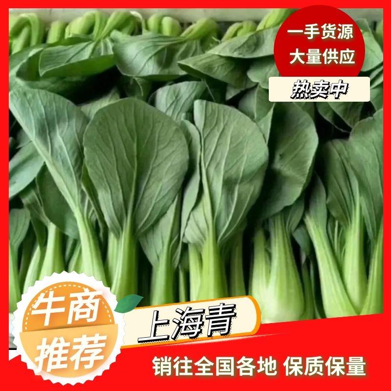 (推荐)山东上海青油菜，种植面积广，常年供货，冷库预冷。