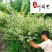基地直供彩叶杞柳球花叶杞柳球工程园林绿化色块苗木