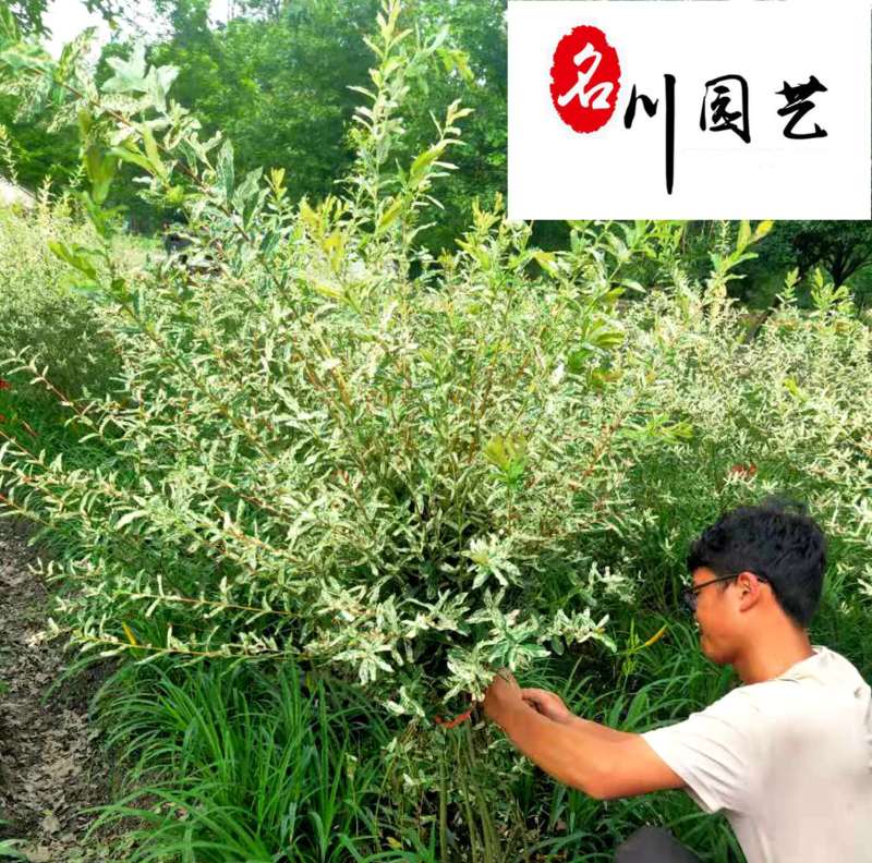 基地直供彩叶杞柳球花叶杞柳球工程园林绿化色块苗木