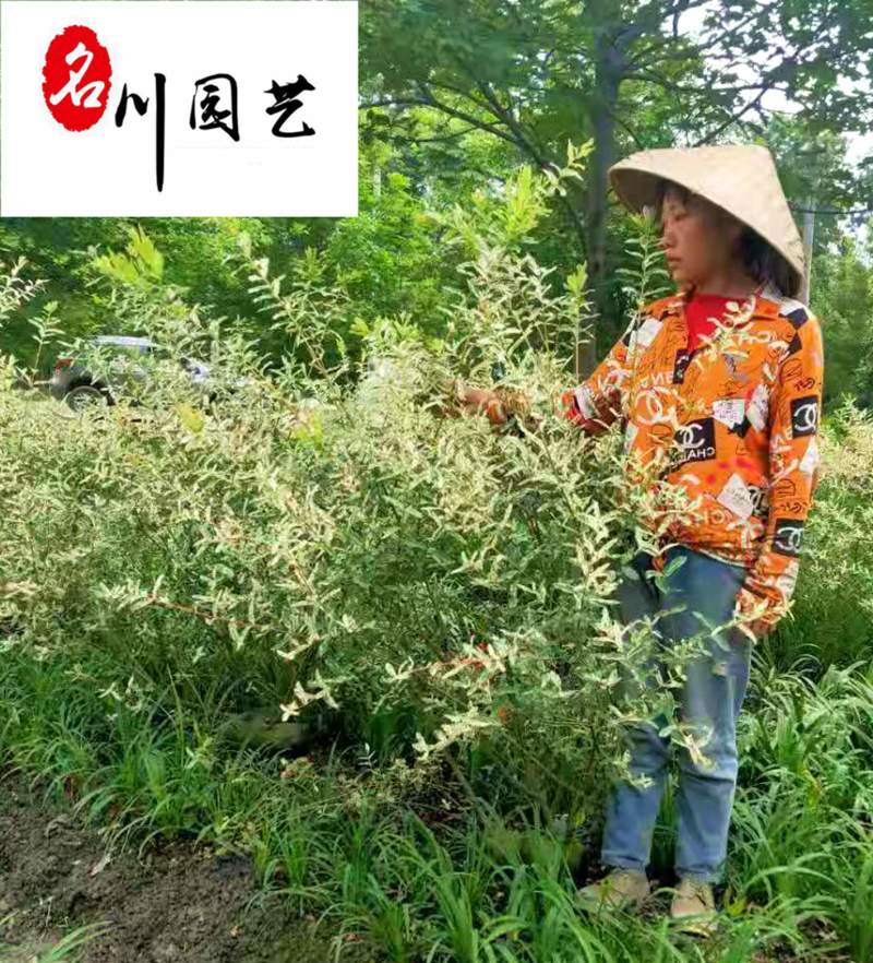 基地直供彩叶杞柳球花叶杞柳球工程园林绿化色块苗木